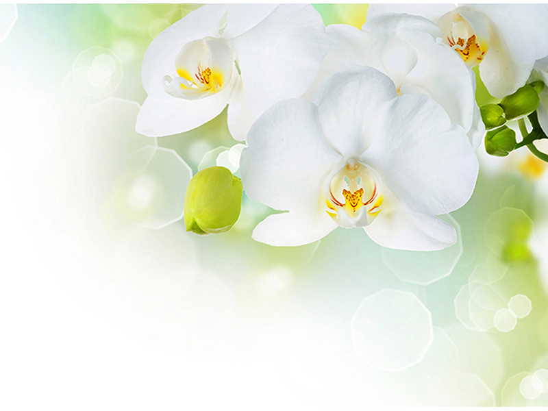 Белые орхидеи 3 2919