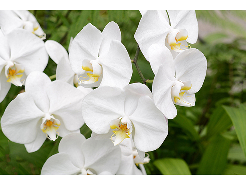 Белые орхидеи 2 2920