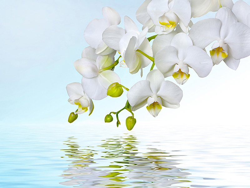 Белые орхидеи 2918
