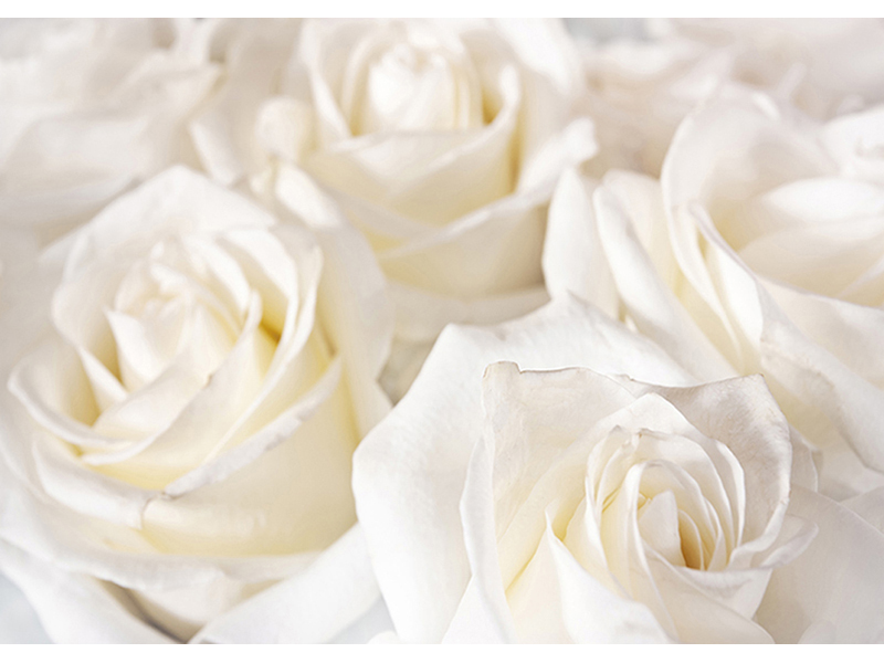 Белые розы 3 3098