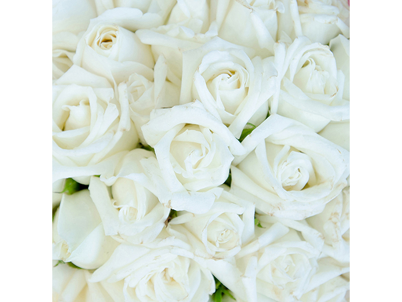 Белые розы 3097