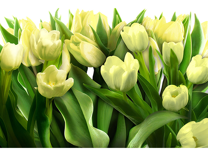 Белые тюльпаны 3226