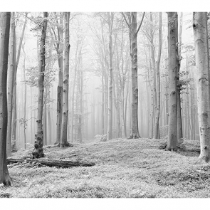 Фотообои Белый лес