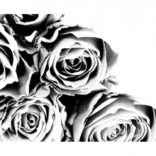 Черно-белые розы