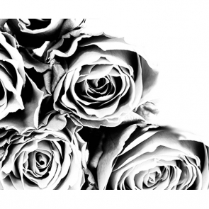 Черно-белые розы