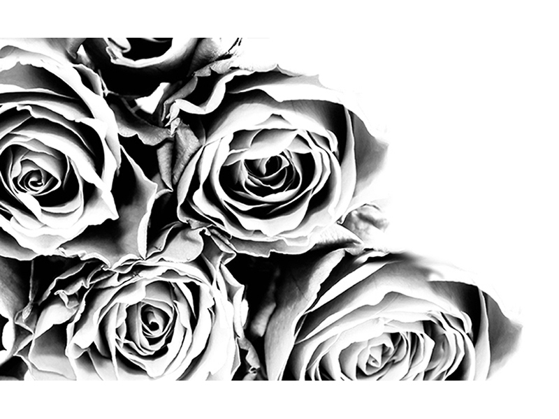 Черно-белые розы 3187