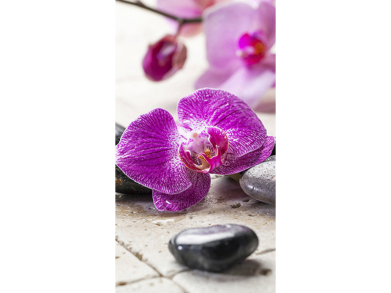 Цветок орхидеи 2922