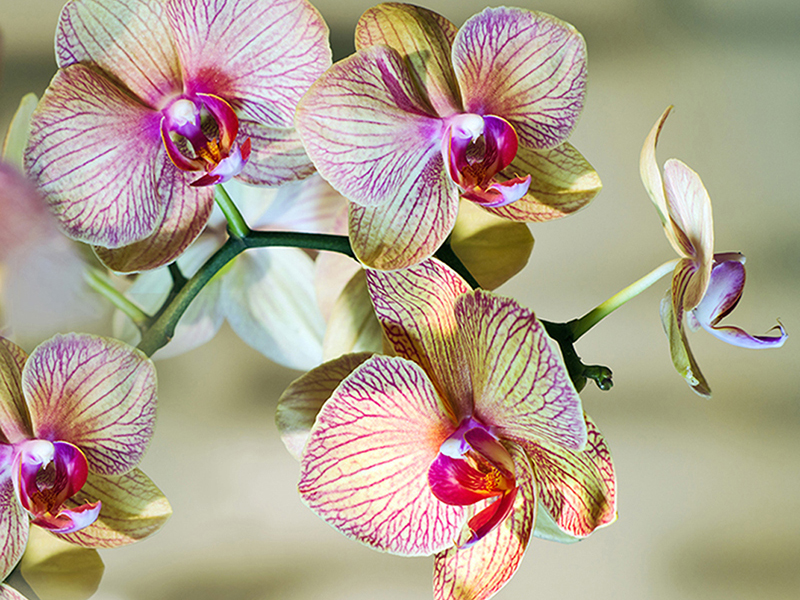 Цветущая орхидея 2923