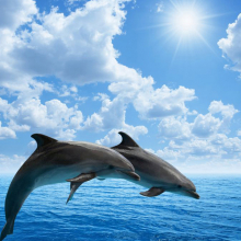 Дельфины 5571