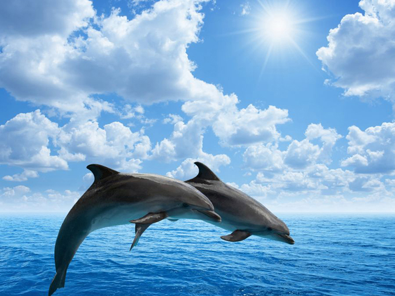 Дельфины 5571