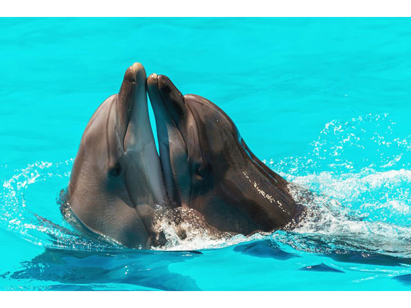 Дельфины 5574