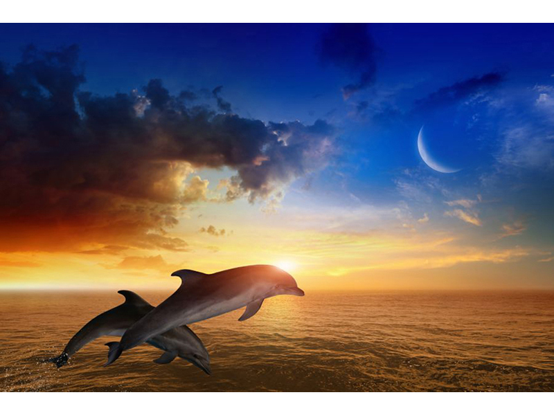 Дельфины 5575