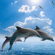 Дельфины 5577