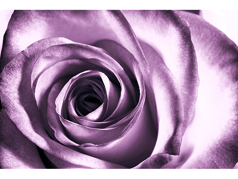 Фиолетовая роза 3113