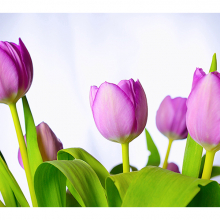 Фиолетовые тюльпаны 2