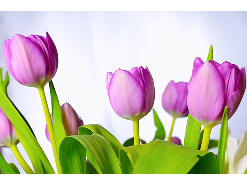 Фиолетовые тюльпаны 2 3229