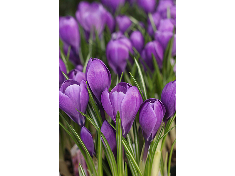 Фиолетовые тюльпаны 3230