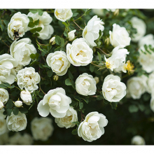 Куст белой розы