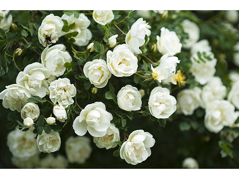 Куст белой розы 3122