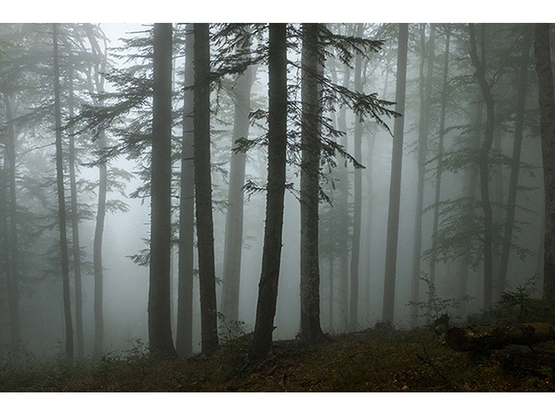 Лес в тумане 1588