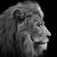 Царь лев