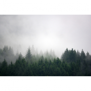 Лес в тумане-4 270х400 см