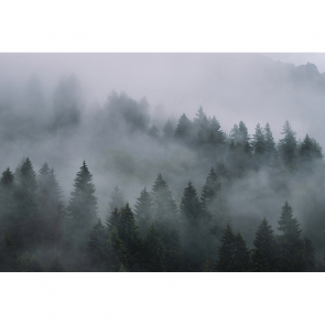 Лес в тумане-7 270х400 см