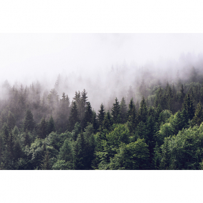Лес в тумане 270х400 см