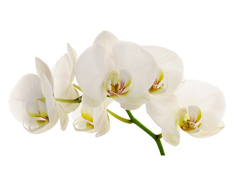 Нежные орхидеи 2931