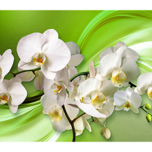 Орхидея  на зеленом
