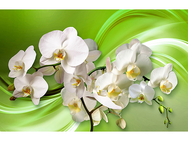 Орхидея 3д на зеленом 2935