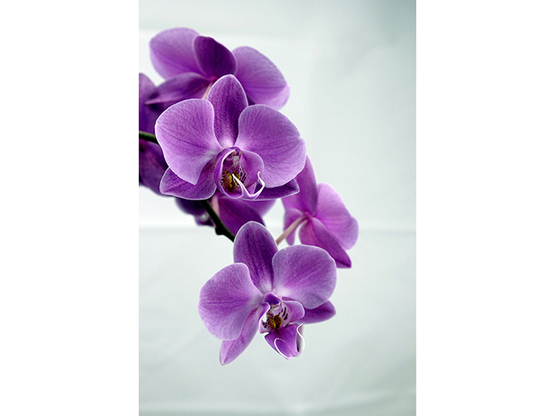 Орхидея 2934