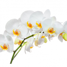 Орхидея на белом 2