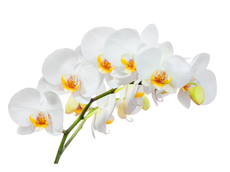 Орхидея на белом 2 2941