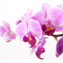 Орхидея на белом