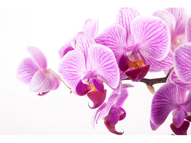 Орхидея на белом 2942