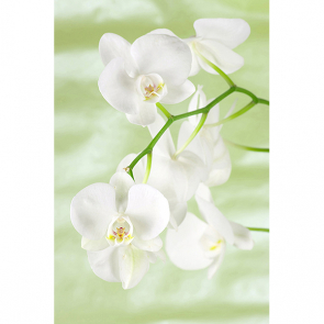 Орхидея на зеленом