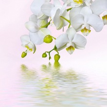 Орхидея над водой 2