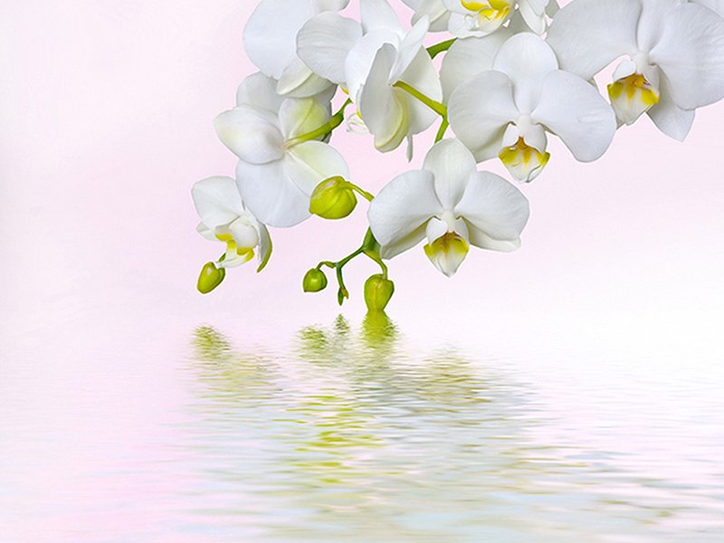Орхидея над водой 2 2943