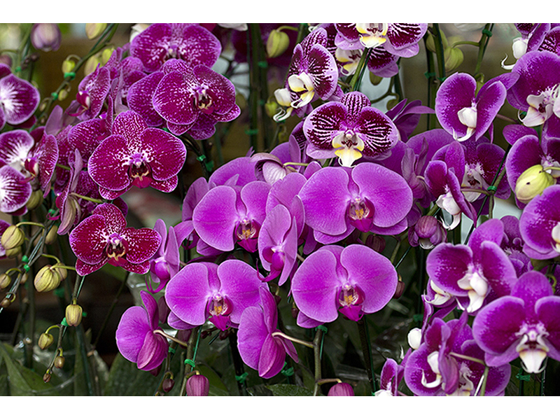 Орхидея в саду 2948