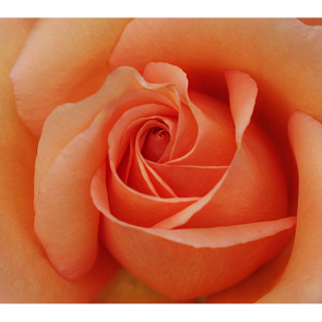 Персиковая роза
