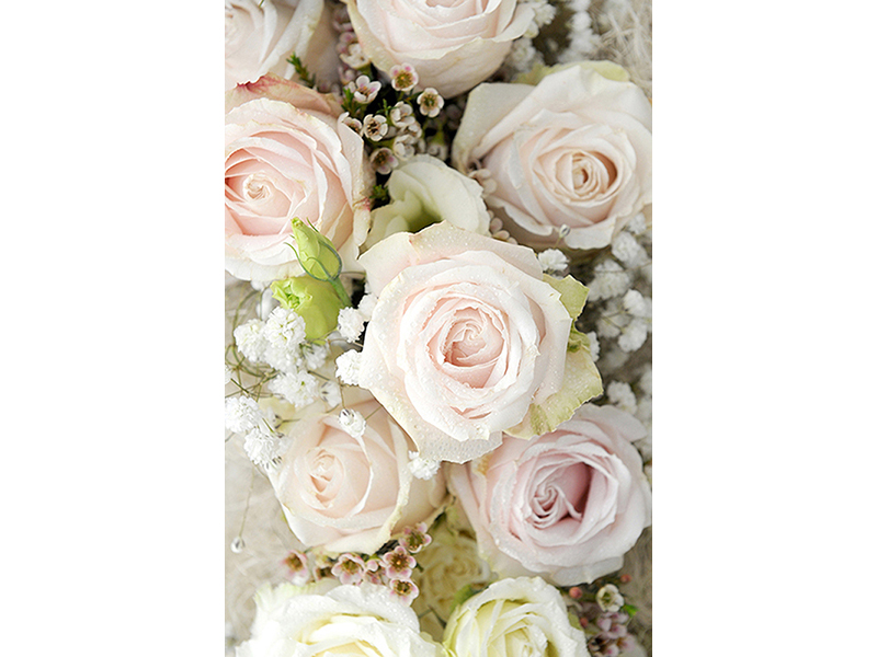 Пудровые розы 3141