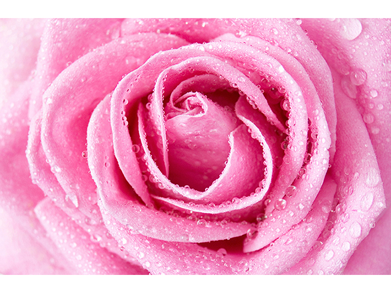 Пурпурная роза 3142