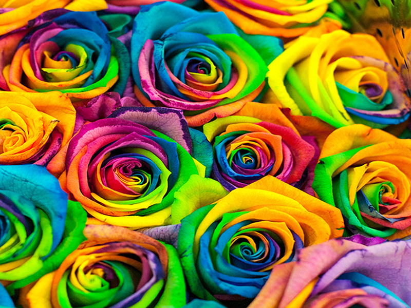 Разноцветные розы 3144