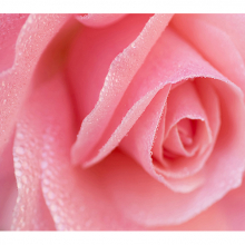Розовая роза 2