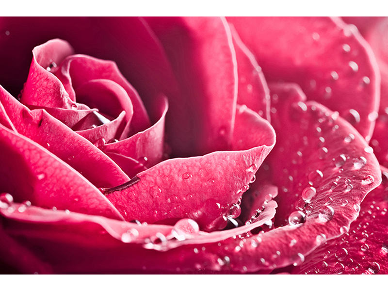 Розовая роза 3156