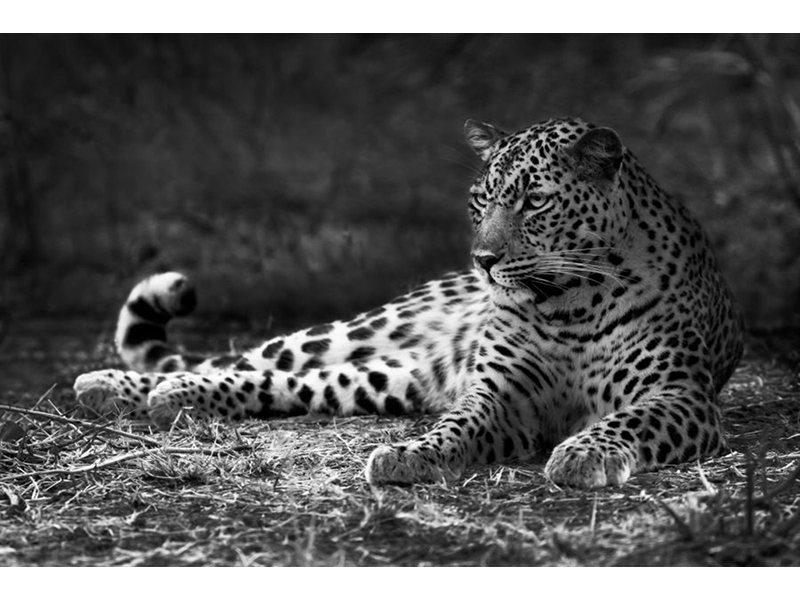 Леопард 5742