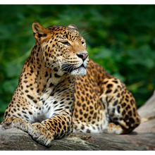 Леопард 5743