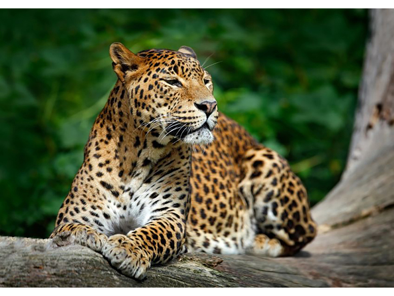 Леопард 5743