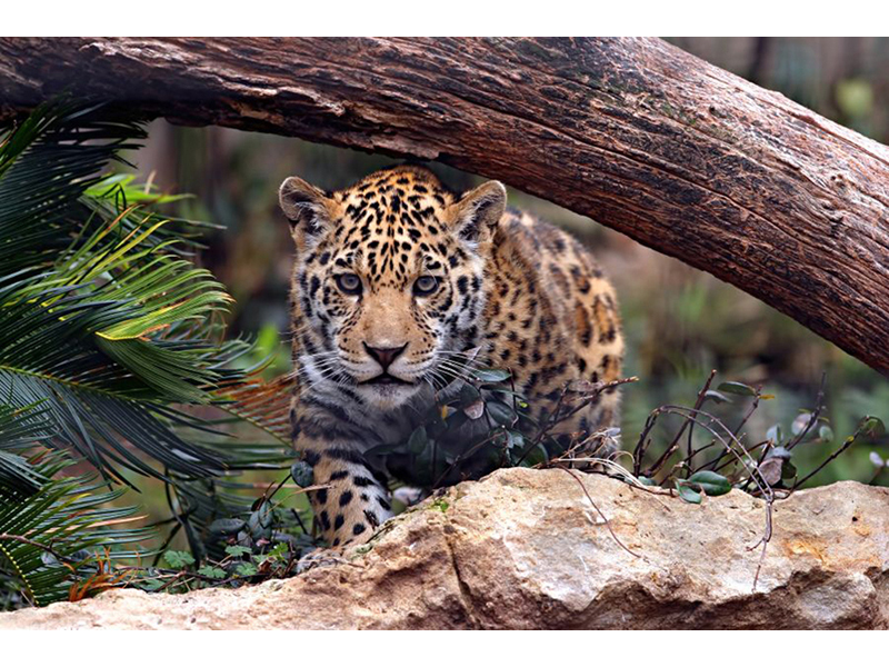 Леопард 5746